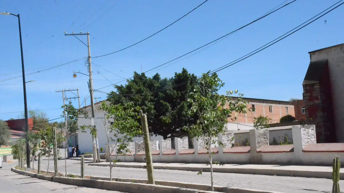 Cerca de 50 árboles adornan el camellón de la avenida principal de San Clemente.  Foto Luis Luévanos.